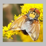 Phasia aurigera - Raupenfliege m03.jpg